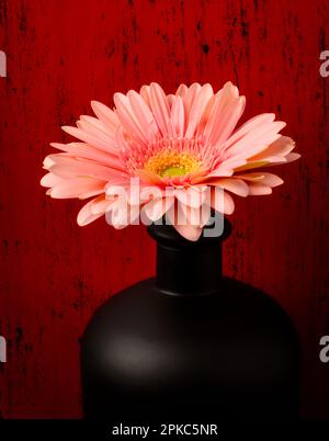 Pink Daisy In Wunderbarer Schwarzer Vase Stockfoto
