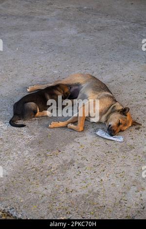 Obdachlose Mutterhündin füttert Welpen. Streuner auf der Straße. Stockfoto