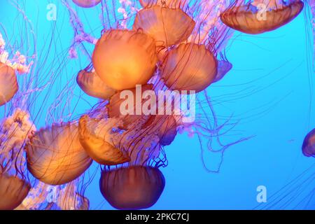 Orangefarbene Quallen, die im blauen Ozean schwimmen Stockfoto