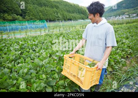 Ein Mann mit einem Korb gefüllt mit Gemüse auf einem Feld Stockfoto