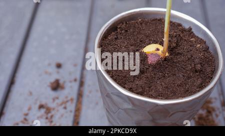 Avocadogrube. Avocados in einem Topf anbauen. Ein junger frischer Avocado mit Blättern wächst aus einem Samen in einem Topf. Sprossen Sie Avocadosamen Stockfoto