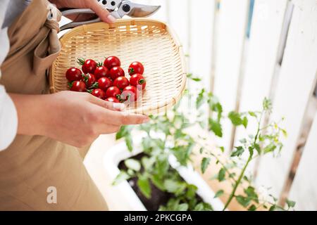 Frauenhände, die Mini-Tomaten in einem Sieb auf der Terrasse halten Stockfoto