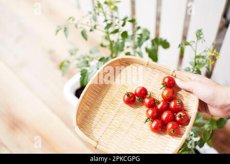 Die Hand einer Frau, die Mini-Tomaten in einem Sieb auf der Terrasse hält Stockfoto