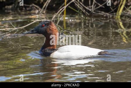 Canvasback-Ente, Erwachsener, männlich, mit schlammigem Kopf. Palo Alto Baylands, Santa Clara County, Kalifornien, USA. Stockfoto