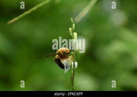 Zimmermannsbienenernährung auf Asystasiepflanze. Xylocopa. Java. Indonesien. Stockfoto