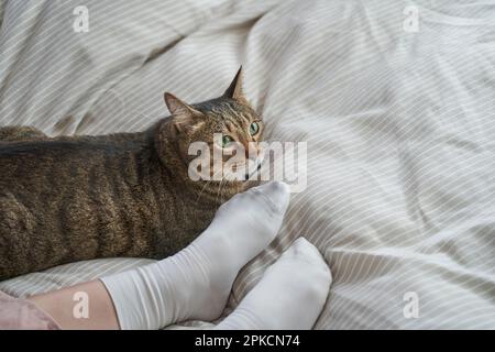 Frauenfüße und Katze Stockfoto