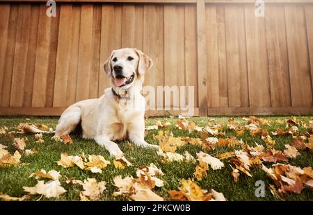 Die Hölle wird bald dein bester pelziger Freund. Ein süßer labrador, der im Freien zwischen gefallenen Blättern auf dem Gras sitzt. Stockfoto