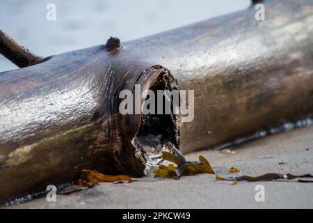 Eine detaillierte Nahaufnahme eines feuchten, verwitterten Stücks Treibholz mit einem Loch, das auf einem Sandstrand mit Algen ruht. Natürliche, küstennahe Textur. Stockfoto