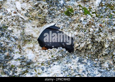 Nahaufnahme eines schwarzen Feuersteinknotens, eingebettet in die weißen Kreidefelsen Rügens. Eine Untersuchung der natürlichen Textur und des geologischen Kontrastes. Stockfoto
