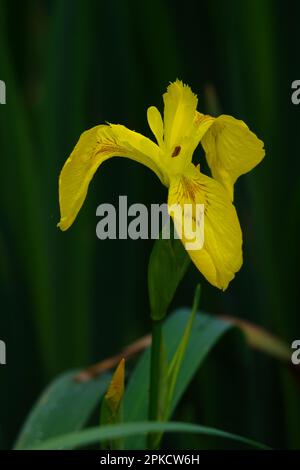 Iris mit gelber Flagge und Tau-Tropfen Stockfoto