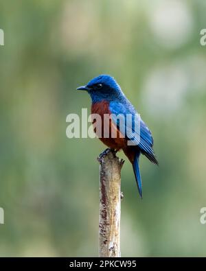 Kastanienbäuche-Felssoor (Monticola rufiventris) in Rongtong in Westbengalen, Indien Stockfoto