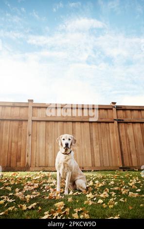 Ohne Hunde wäre das Leben ziemlich langweilig. Ein süßer labrador, der im Freien zwischen gefallenen Blättern auf dem Gras sitzt. Stockfoto