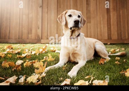Wann gehen wir spazieren? Ein süßer labrador, der im Freien zwischen gefallenen Blättern auf dem Gras sitzt. Stockfoto