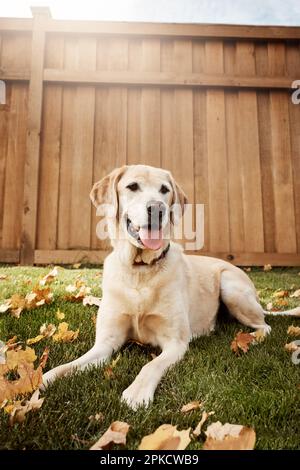 Labradors sind einer der liebenswertesten und treuesten Hunde. Ein süßer labrador, der im Freien zwischen gefallenen Blättern auf dem Gras sitzt. Stockfoto