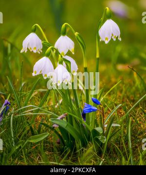 Schöne Snwoflake Frühlingsblumen blühen Stockfoto