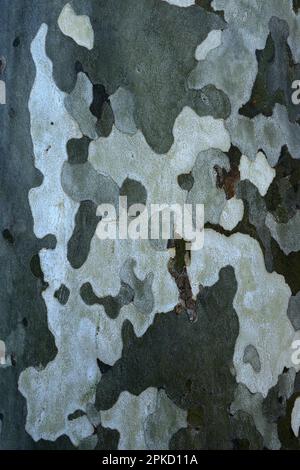 Rinde von einer Platane (Platanus) Stockfoto