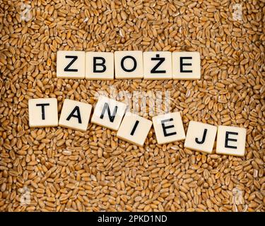 Satz in polnischer Sprache: "Getreide wird billiger", hergestellt durch Buchstabensteine auf der Weizenkörnung. Veränderungen auf dem Lebensmittelmarkt durch Krieg in der Ukraine Stockfoto