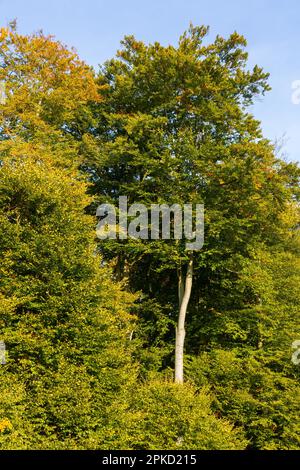 Gesichter der Saison Herbst Stockfoto