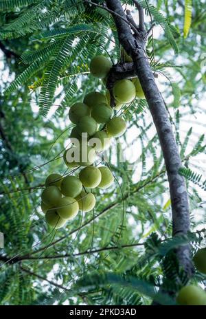 Heilpflanze, Indische Stachelbeere (Phyllanthus emblica linn.) (Emblica officinalis gaertn) Amalaki emblic Tamil Nadu, Südindien, Indien, Asien Stockfoto