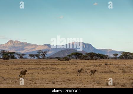 Cheetah (Acinonyx jubatus), Spaziergang in der Savanne, Samburu National Reserve, Kenia Stockfoto