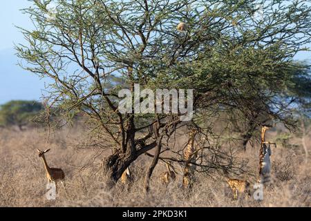 Gerenuk (Litocranius walleri) Antilopenfütterung an den Hinterbeinen eines Akazienbaums, Nationalreservat Samburu, Kenia Stockfoto