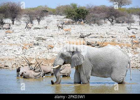 Ein afrikanischer Elefant (Loxodonta africana) badet und trinkt in einem Wasserloch mit einer Herde Gemsbok (Oryx Gazella), Trockenzeit, Etosha-Nationalpark Stockfoto