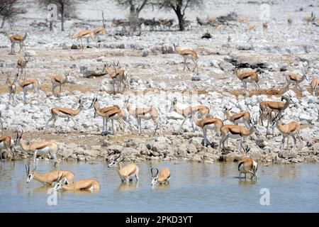 Springbok (Antidorcas marsupialis) Herde, die am Wasserloch trinkt, Trockenzeit, Etosha-Nationalpark, Namibia, Afrika Stockfoto