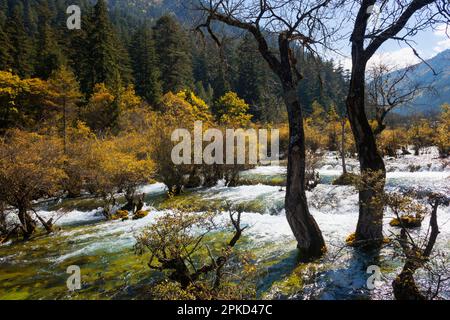 Glitzersee Cascades, Jiuzhaigou-Nationalpark, Provinz Sichuan, China, Unesco-Weltkulturerbe Stockfoto