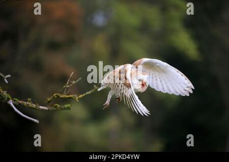 Scheuneneule (Tyto alba), Erwachsener, Kasselburg, Eifel, Deutschland, Europa Stockfoto