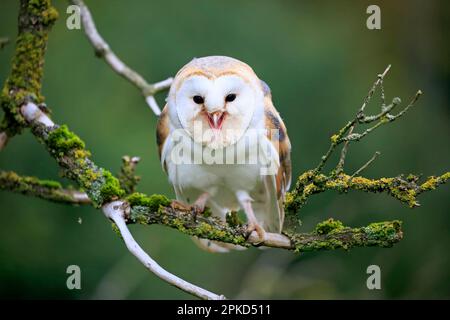 Scheuneneule (Tyto alba), Erwachsener, Kasselburg, Eifel, Deutschland, Europa Stockfoto