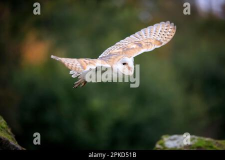 Scheuneneule (Tyto alba), Erwachsener, Kasselburg, Eifel, Deutschland, Europa Stockfoto