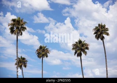 Wunderschöne Palmen in Ventura, Kalifornien, USA. Stockfoto