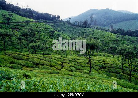 Teegärten in Rajamalai, Munnar, Kerala, Südindien, Indien, Asien Stockfoto