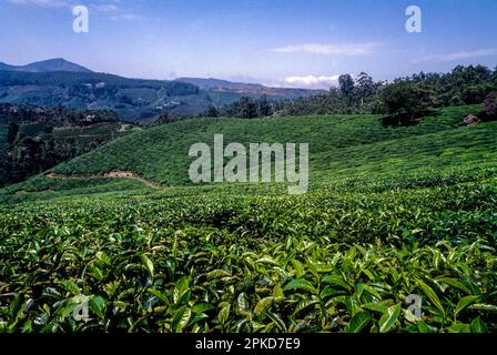 Teegärten in Rajamalai, Munnar, Kerala, Südindien, Indien, Asien Stockfoto