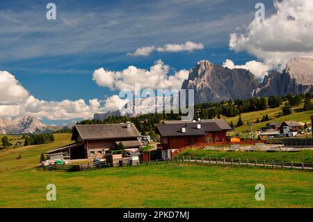 Hochalm, Alpenweide, Sommer, Dolomiten, Südtirol, Alpe di Siusi, Sassolungo, Plattkofel, UNESCO-Weltkulturerbe Stockfoto