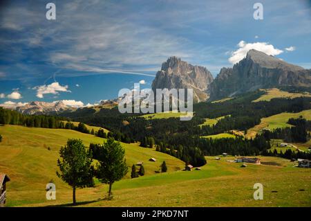 Hochalm, Alpenweide, Sommer, Dolomiten, Südtirol, Alpe di Siusi, Sassolungo, Plattkofel, UNESCO-Weltkulturerbe Stockfoto