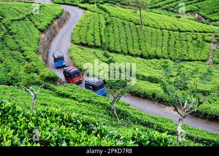 Tuktuk-Tour durch Dambatenne Tea Garden, Haputale, Sri Lanka Stockfoto