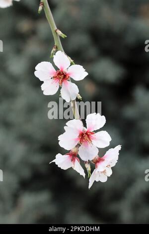 Weiße Blüten von Mandelbaum. Mandelblüte und grüne Blätter blühen im Frühling. Stockfoto