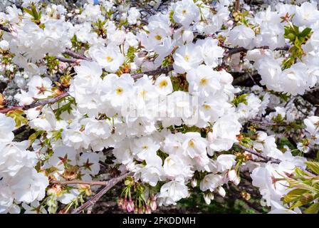 Paris, Frankreich, Kirschblüten mit blauem Himmel im Frühling Stockfoto