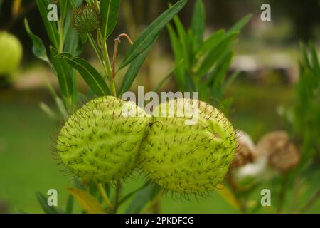 Gomphocarpus physocarpus, gemeinhin bekannt als haarige Kugeln, Ballonpflanze, Ballon-Baumwoll-Busch, Bischofsbälle, Nagelkopf, Oder Schwanenpflanze, ist eine Spezies von D. Stockfoto