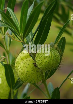 Gomphocarpus physocarpus, gemeinhin bekannt als haarige Kugeln, Ballonpflanze, Ballon-Baumwoll-Busch, Bischofsbälle, Nagelkopf, Oder Schwanenpflanze, ist eine Spezies von D. Stockfoto