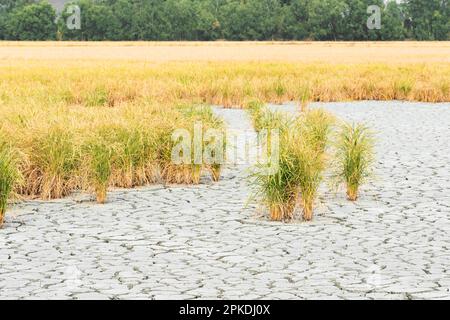 Ein unfruchtbares Reisfeld auf gebrochenem Land in Thailand. Stockfoto