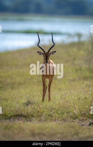 Männlicher gewöhnlicher Impala steht am Flussufer mit Hintergrundbeleuchtung Stockfoto