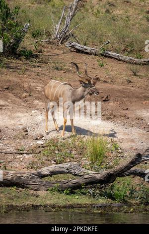 Männlicher Großkudu steht in Richtung Fluss Stockfoto