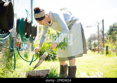 Eine Frau wäscht Radieschen, die auf dem Feld geerntet wurden Stockfoto