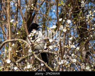 Eine Elster sitzt auf einem blühenden Ast eines Apfels. Der Vogel sonnt sich in der Sonne. Stockfoto