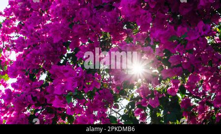 Bougainvillea-Blüten im Sonnenlicht der Sonne durch Laubblüten rosa Dämmerung Stockfoto