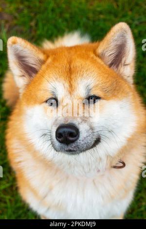 Die Akita Inu ist eine mächtige und loyale japanische Rasse, bekannt für ihren dicken Pelzmantel, ihre Muskeln und ihre schützende Natur gegenüber ihrer Familie. Stockfoto