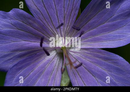 Detail von 1 violetten Blüten (Geranium pratense). Direkt anzeigen. Stockfoto