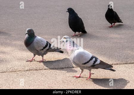 Wilde Tauben, Vögel und Natur auf der Straße in der Stadt Wien Stockfoto